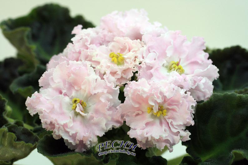IMG_2426 копия.jpg