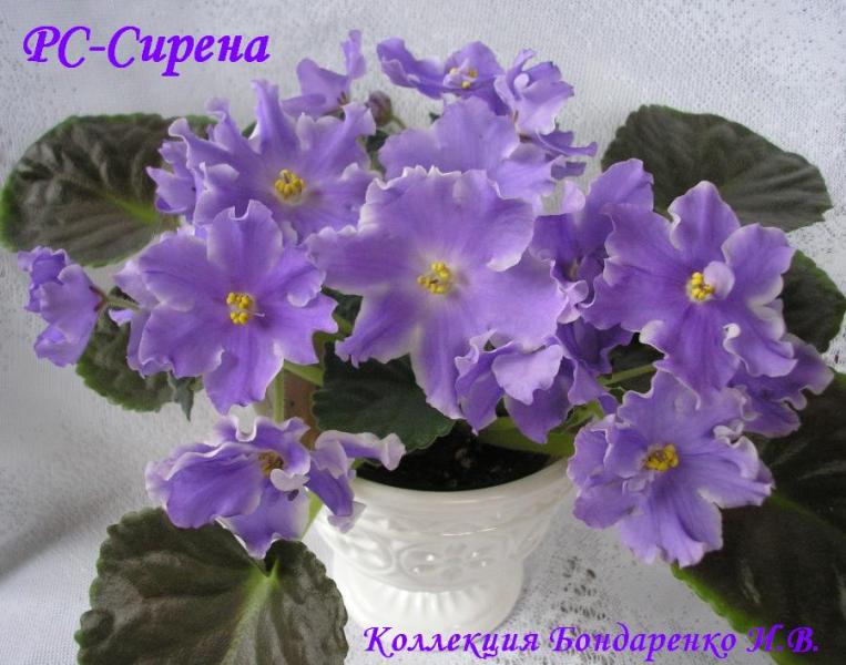 РС-Сирена00.JPG