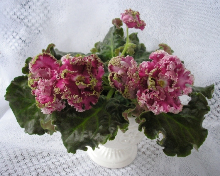 ЛЕ-Шанталь00.JPG