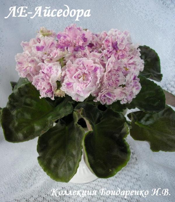 ЛЕ-Айседора00.JPG
