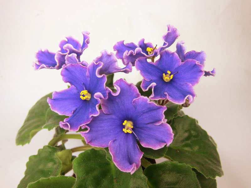 ЕК-Северное сияние спорт