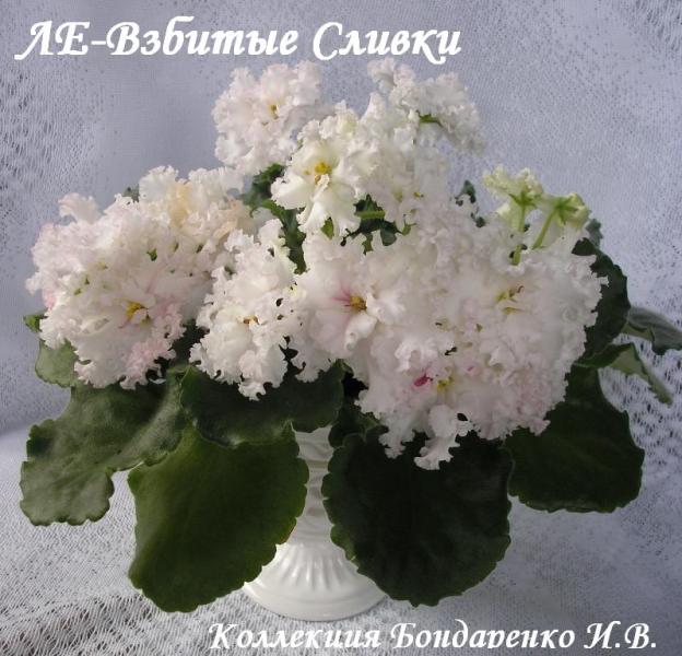 ЛЕ-Взбитые Сливки00.JPG