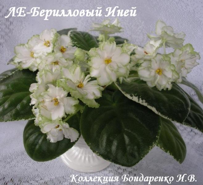 ЛЕ-Берилловый Иней00.JPG