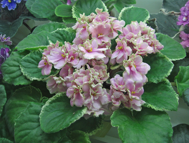 Ma's-Easter-Parade-Anis-web.jpg