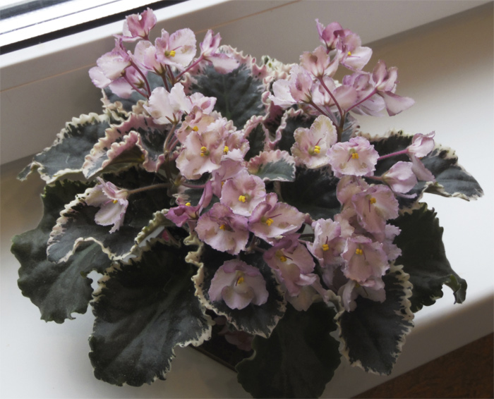 wild_irish_rose.jpg
