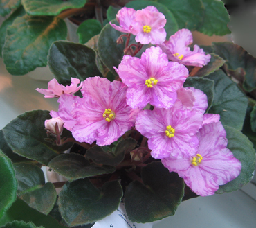 Pretty'n'Pink.jpg