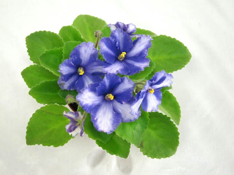 White Blue Ten (Данилина) Н.Старостенко