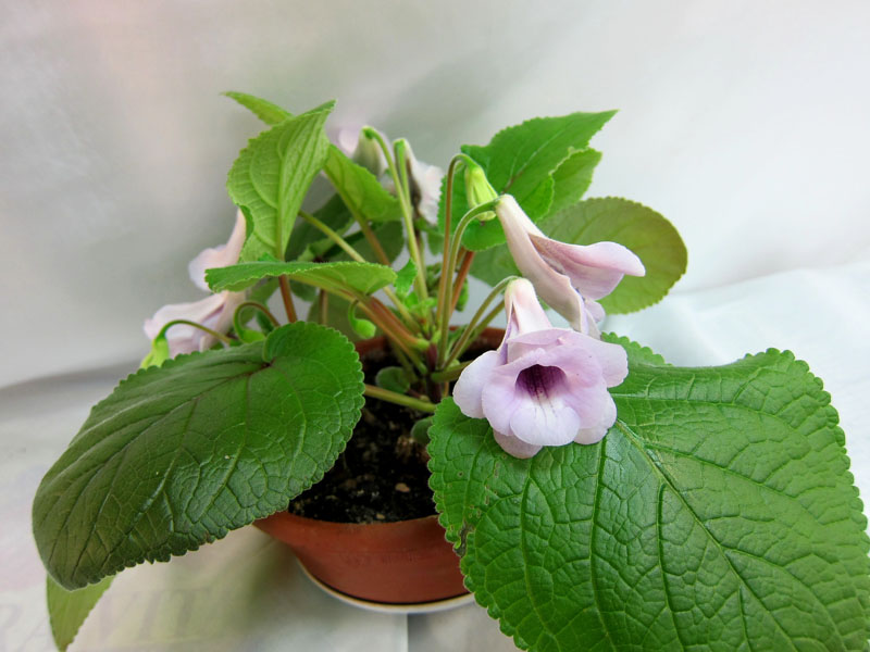 Синнингия Playful Porpoise (Martens) Ю.Морозова