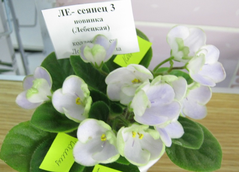 ЛЕ-сеянец 3.....JPG