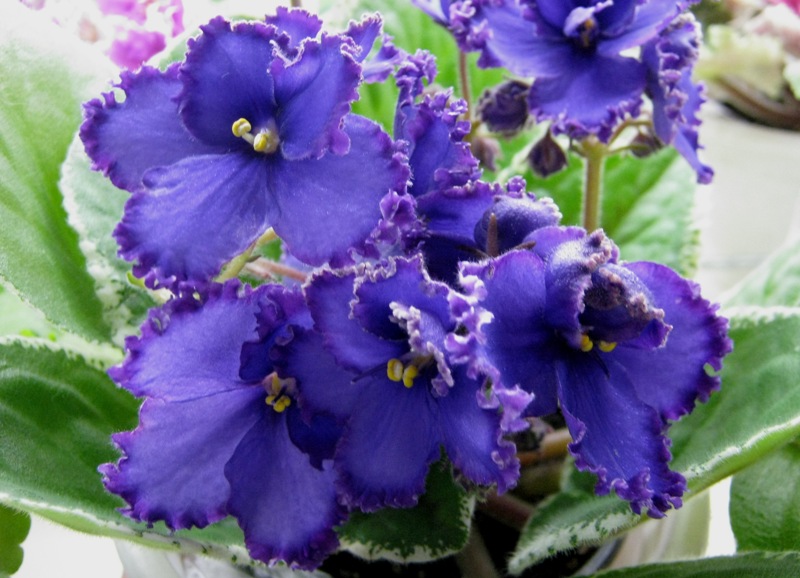 Нестерова Inner Strength.JPG