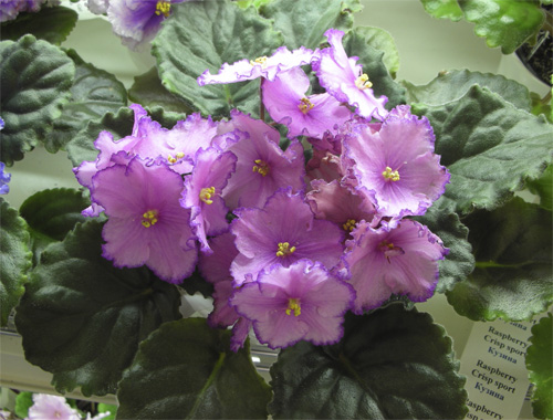 ЛЕ-Акапулько, Татьяны Кузиной