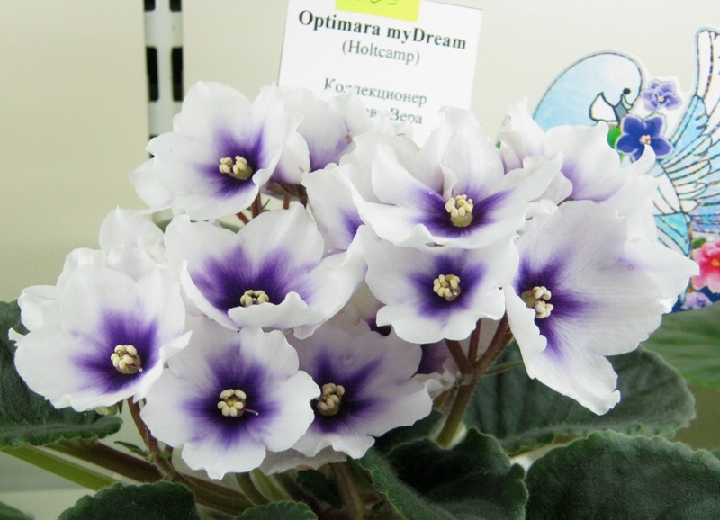 Хохлова Optimara myDream.JPG