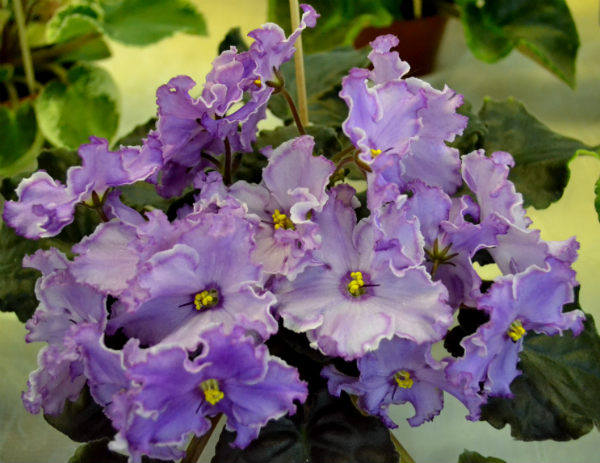 ЛЕ-Кольца Сатурна Стуленковой.JPG