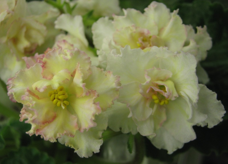 Галицкая Sunkissed Rose.JPG