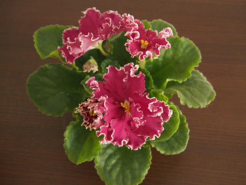 P4270179-2.jpg