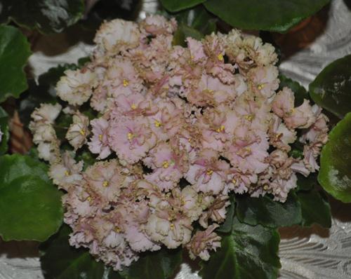 DSC_7043.JPG