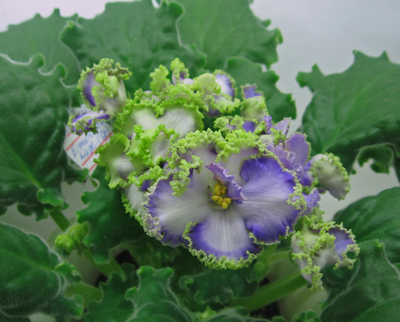 Emerald Lace.jpg