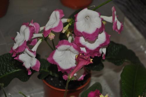 DSC_7072.JPG