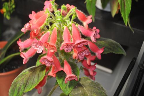 DSC_7083.JPG