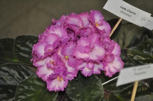 DSC_7085.JPG