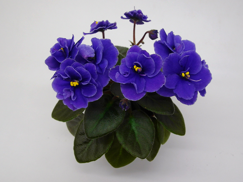 Blue-Blazes.jpg