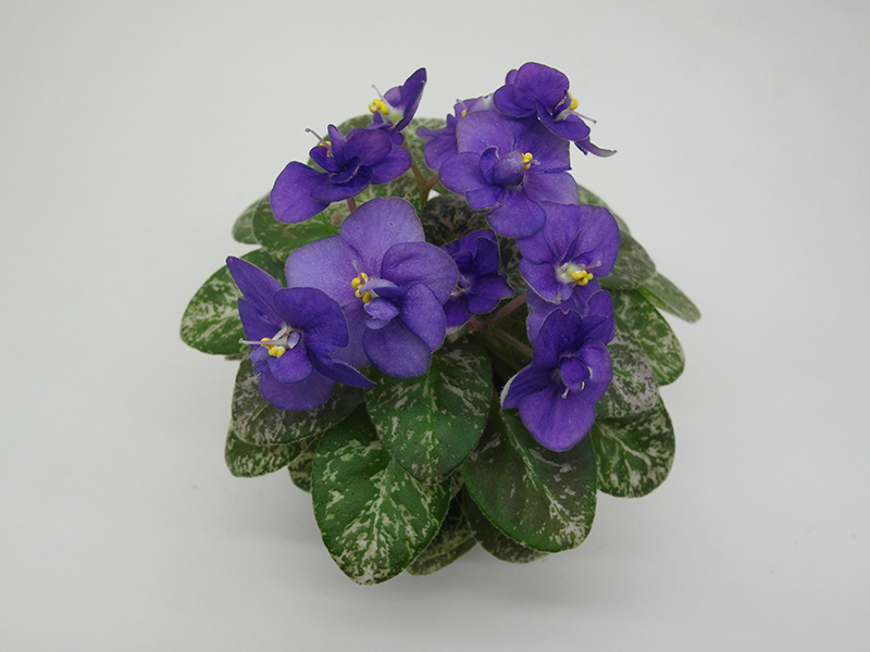 Shirl`s-Lavender-Blue.jpg