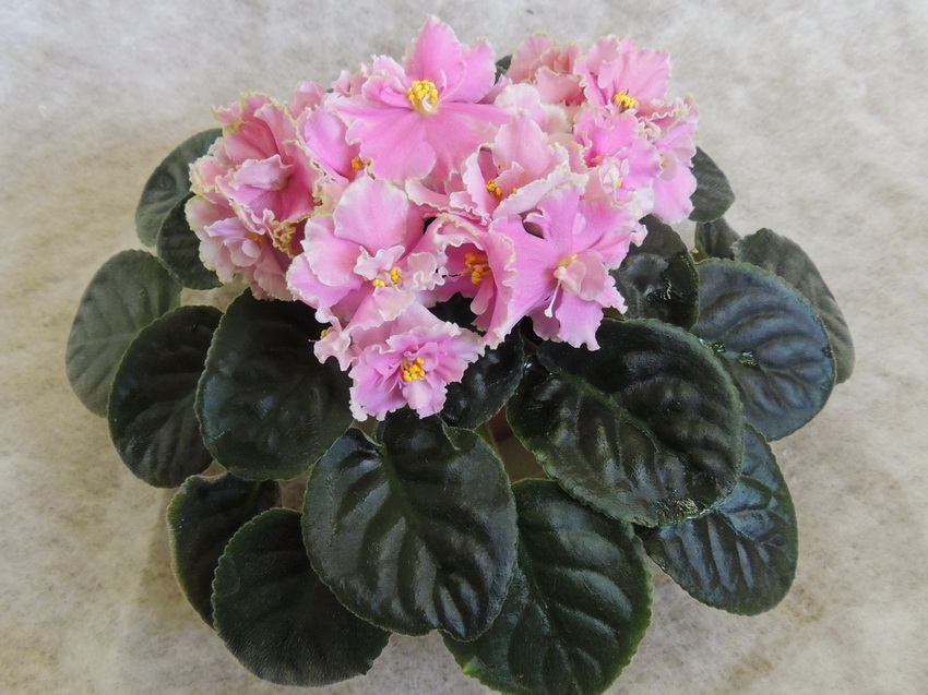 ЛЕ-Катя