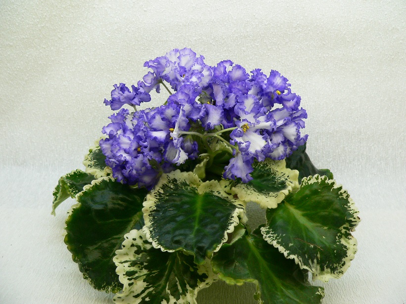 ЛЕ-Мейсенский-Фарфор-946web.jpg