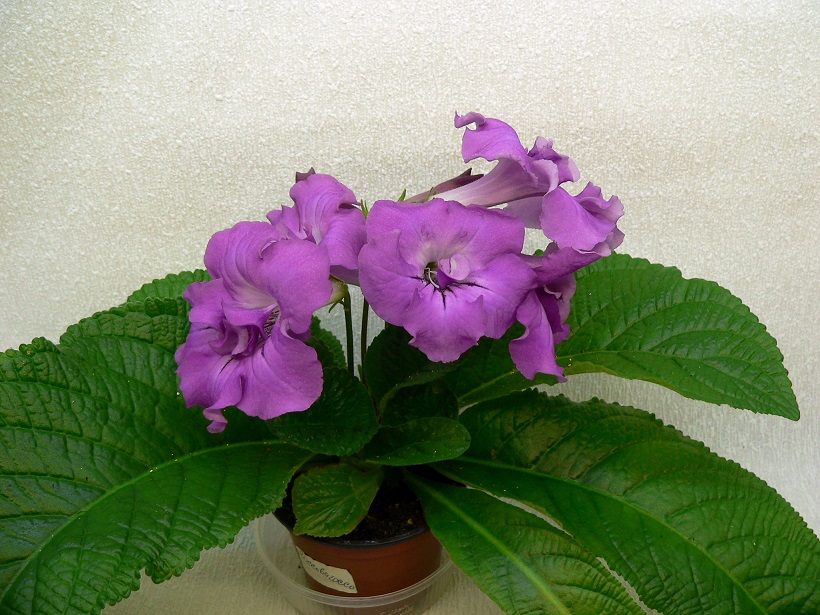 Roccobarocco-950web.jpg