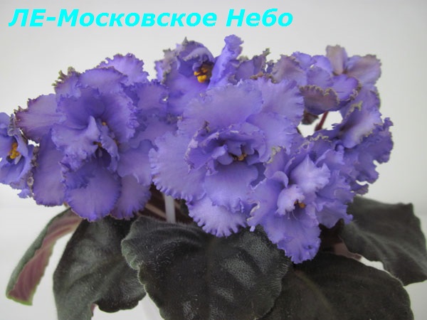 ЛЕ-Московское-Небо4.jpg