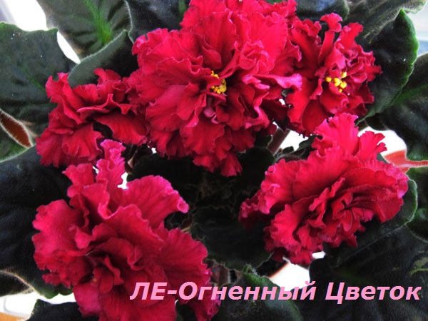 ЛЕ-Огненный-Цветок.jpg