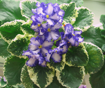 Lavender-Swirls-Kopeykina.jpg