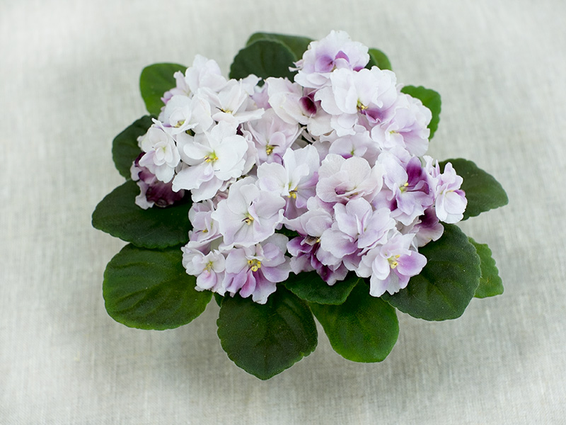_Mac's-Southern-Springtime2.jpg