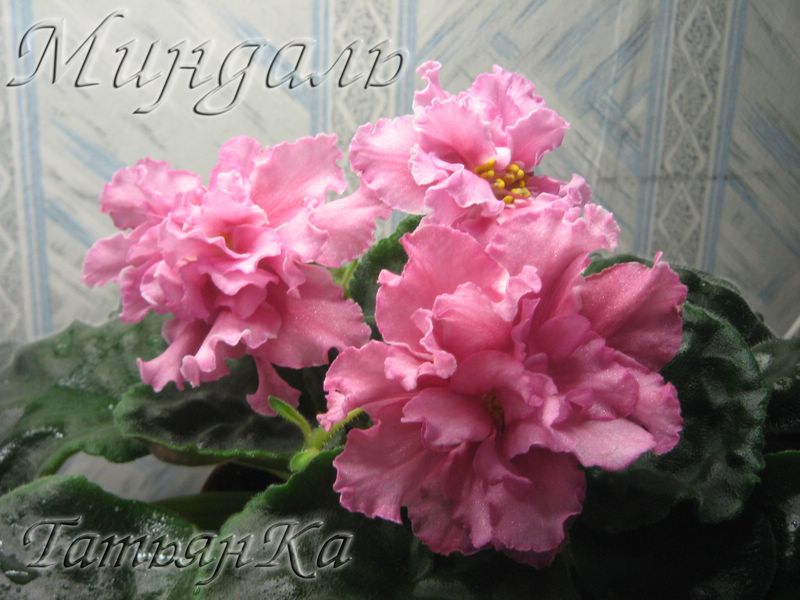 IMG_6823 [%P].JPG