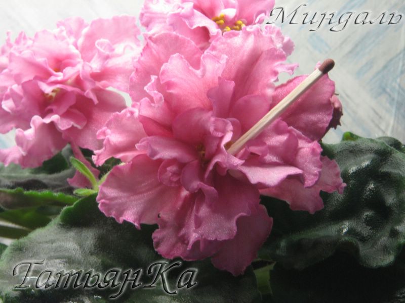 IMG_6830 [%P].JPG