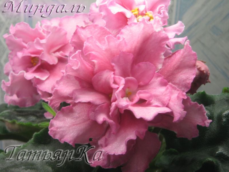 IMG_6831 [%P].JPG