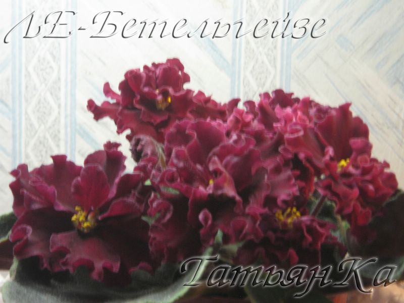 IMG_6680 [%P].JPG
