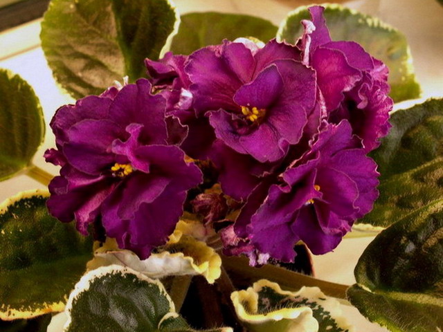 ЕК-Красавица Клеопатра.jpg