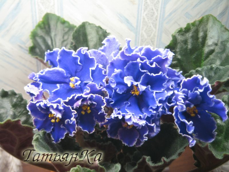 IMG_6067 [%P].JPG