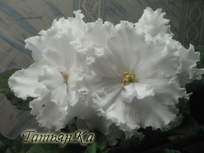 IMG_6154 [%P].JPG