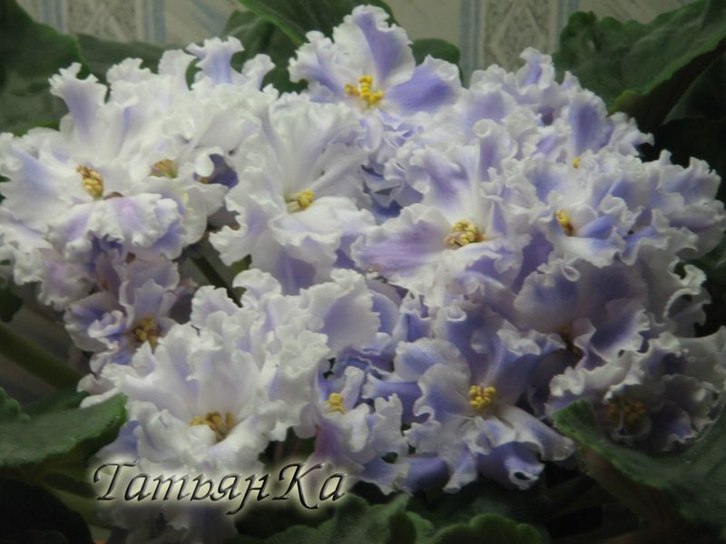 IMG_6025 [%P].JPG