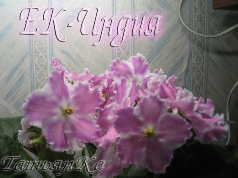 IMG_6801 [%P].JPG
