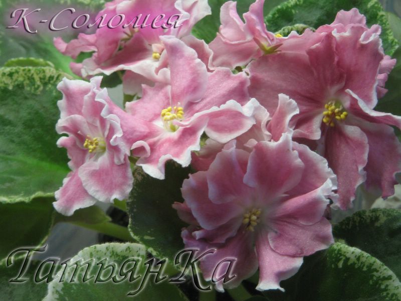 IMG_6781 [%P].JPG