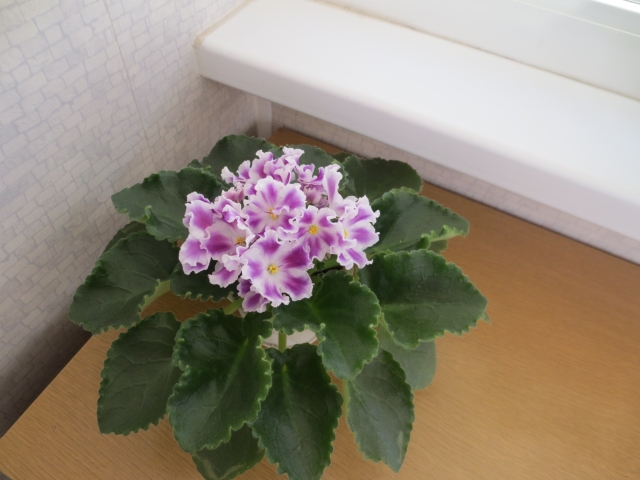 ПТ-Куряночка.