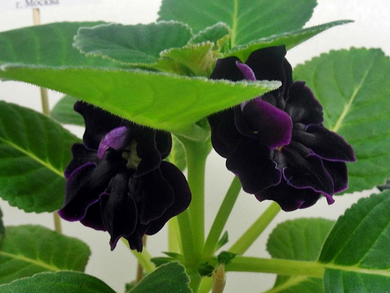 Silvana Violet.JPG