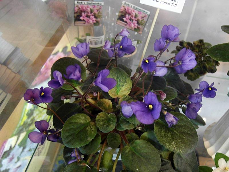 Calico Blue Trail.JPG