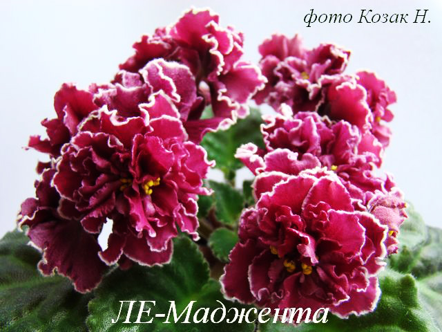 DSC04661 копия.jpg