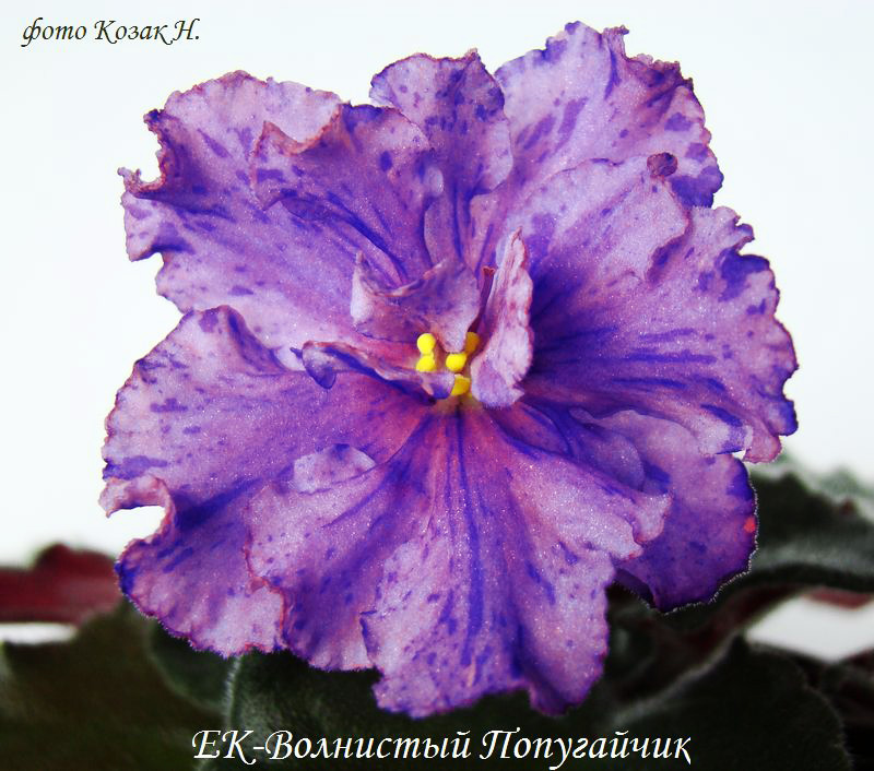 DSC02236 копия.jpg