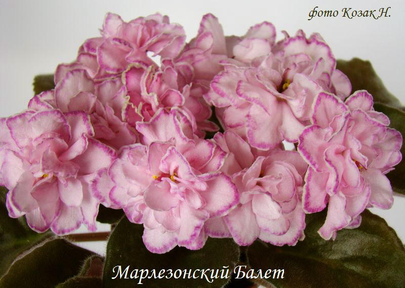 DSC02278 копия.jpg