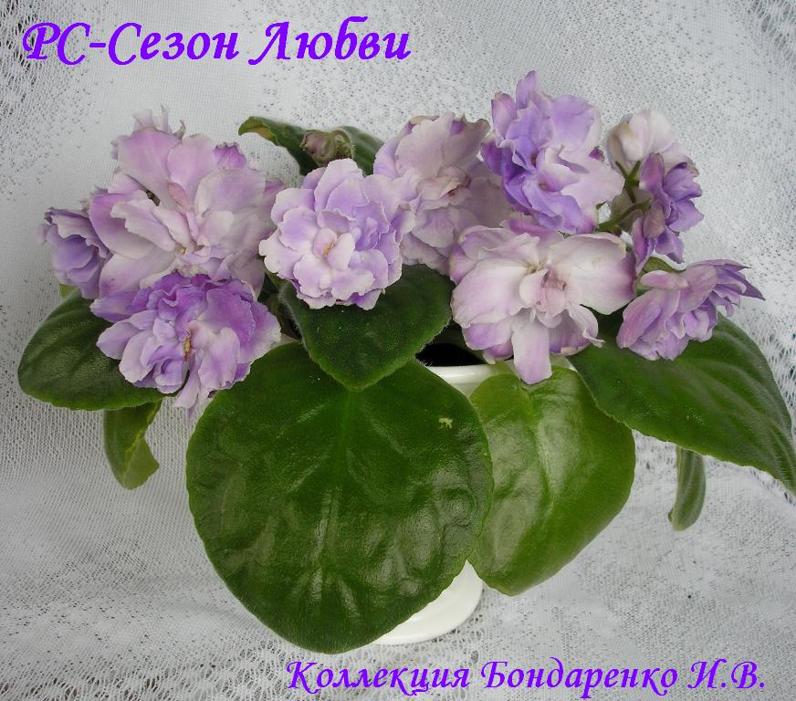 РС-Сезон Любви.JPG